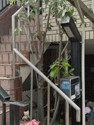 島田市内、庭仕事に伺うお宅の様子