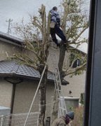 伐採作業中の様子