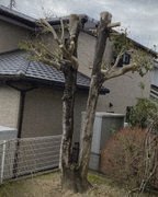 伐採後のすっきりした様子