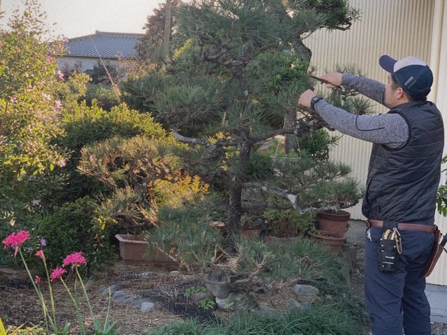 庭木の剪定作業の様子